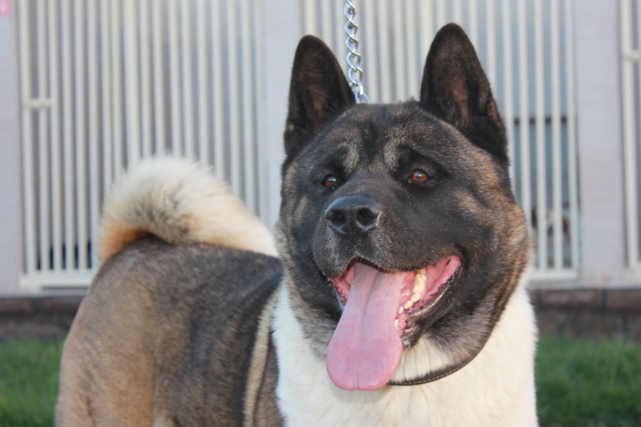 مولد نژاد آکیتا effe